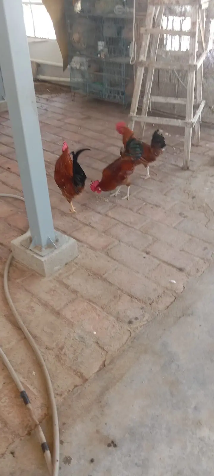 3 rooster for sale — photo 3