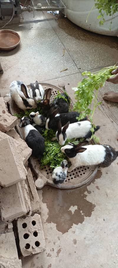 10 beautiful rabbits are available for sale
