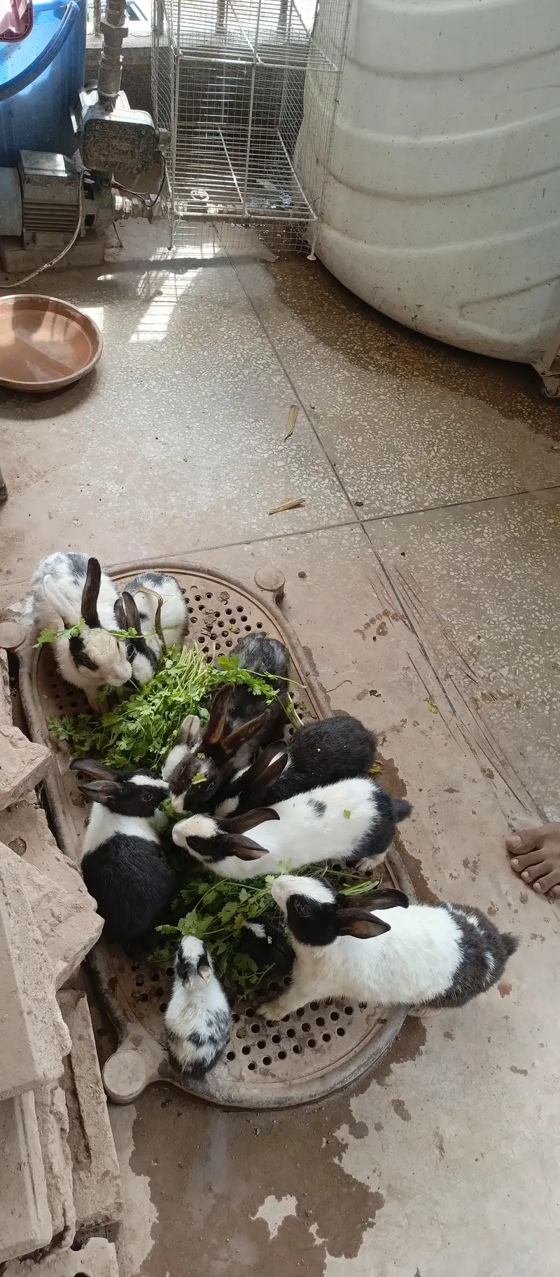 10 beautiful rabbits are available for sale — photo 2