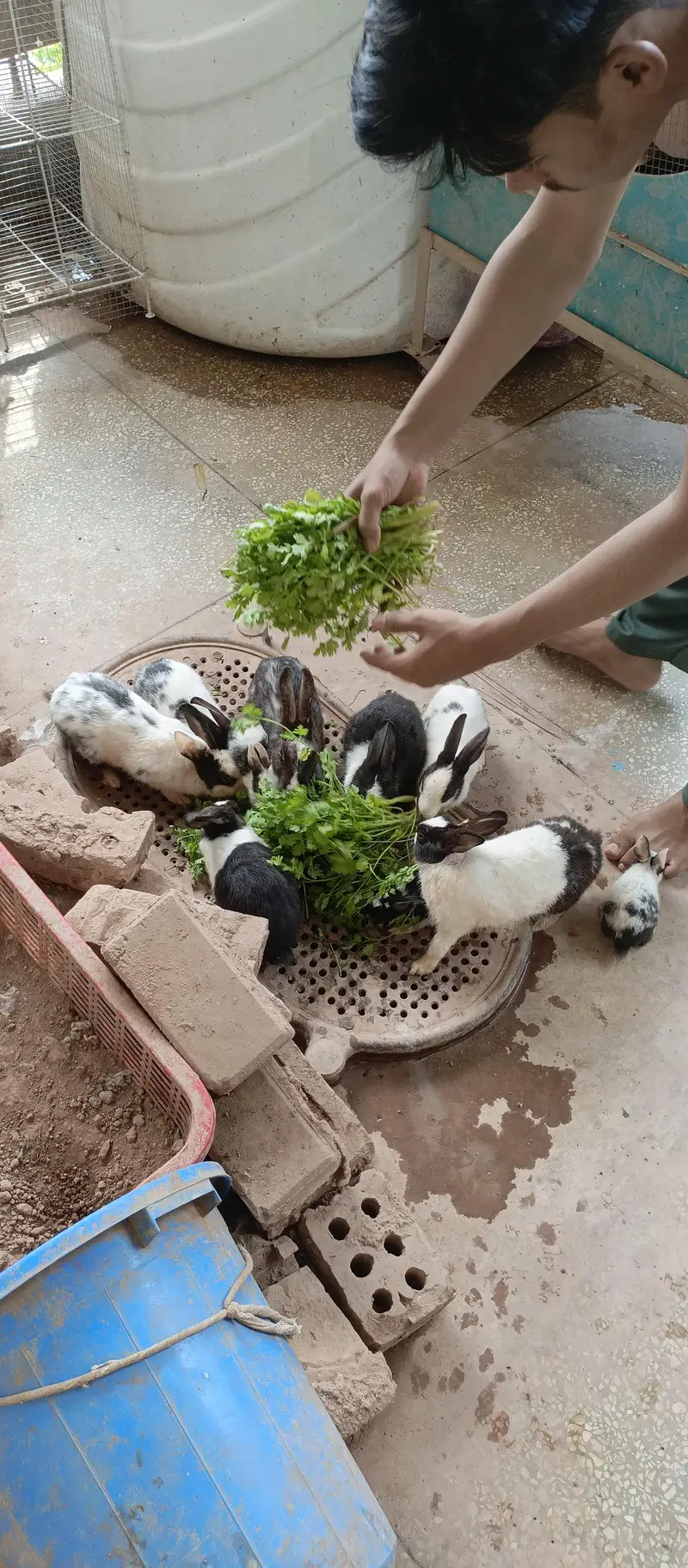 10 beautiful rabbits are available for sale — photo 3