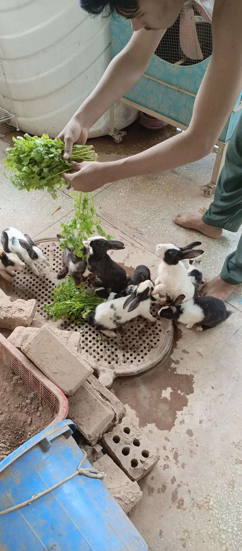 10 beautiful rabbits are available for sale — photo 4