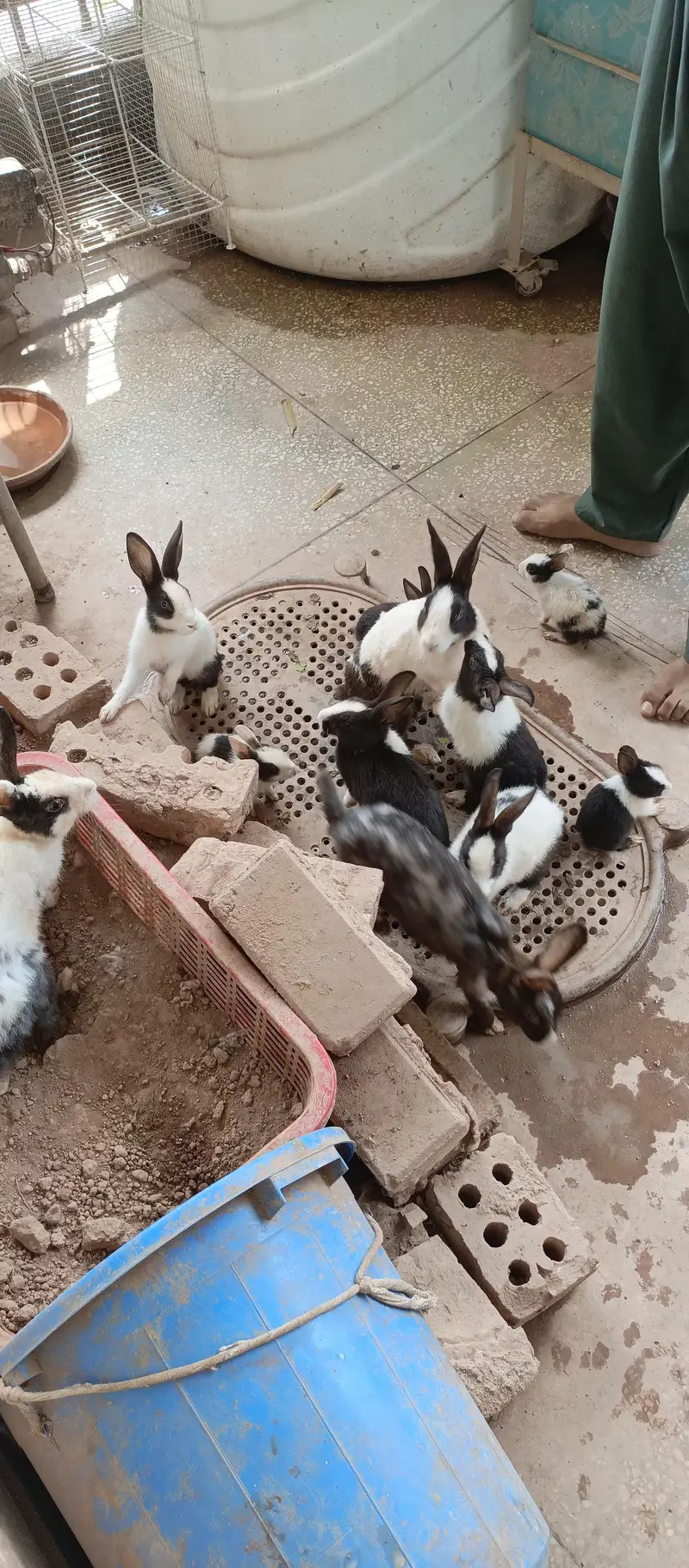 10 beautiful rabbits are available for sale — photo 5