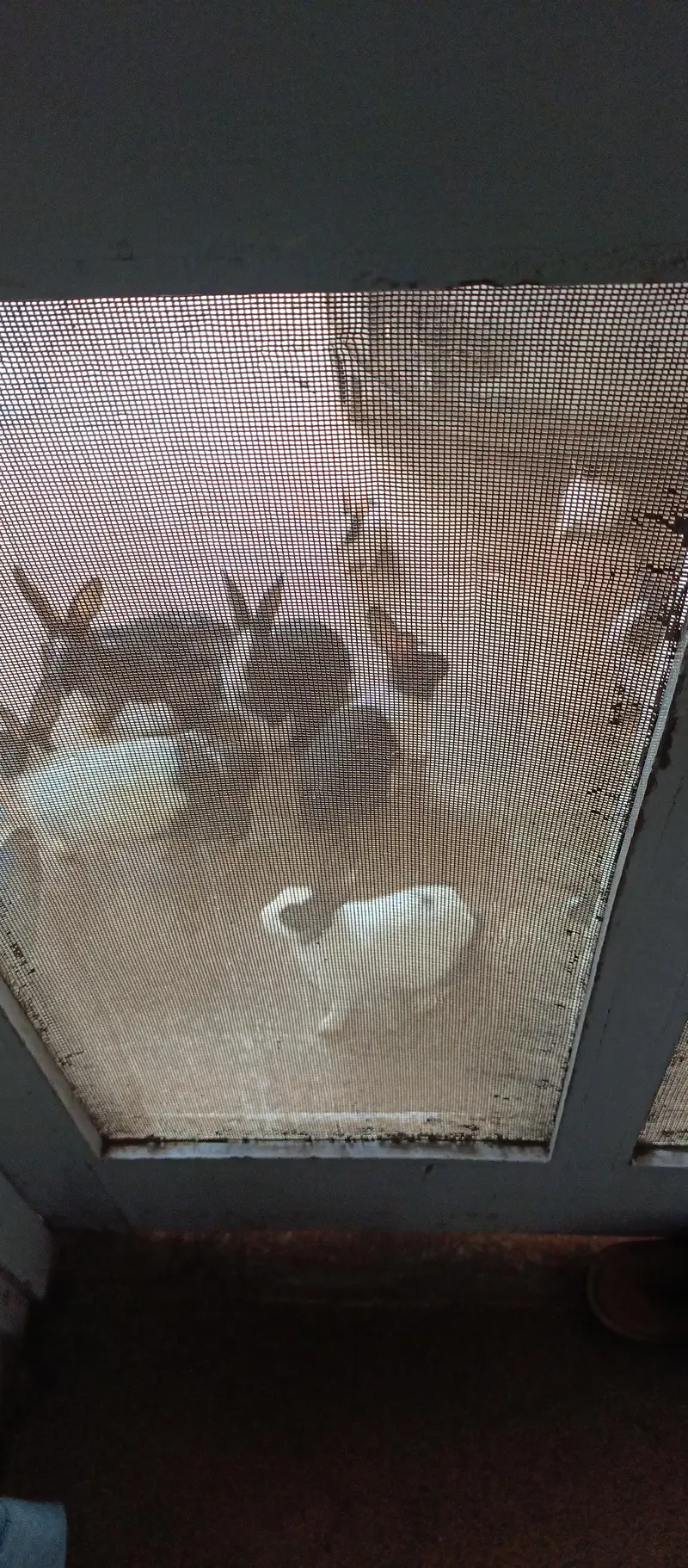 10 beautiful rabbits are available for sale — photo 7