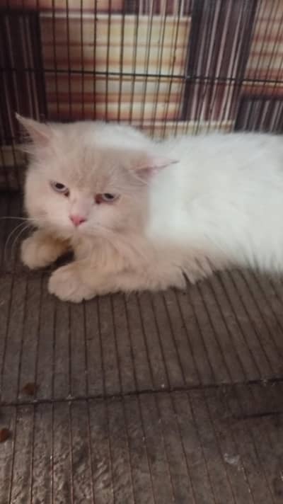 persian cat for sale 03426711487