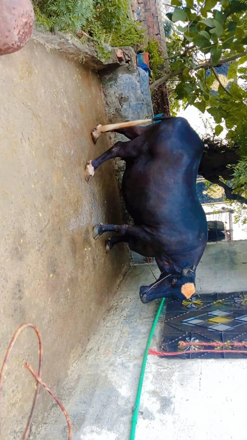 buffalo 1