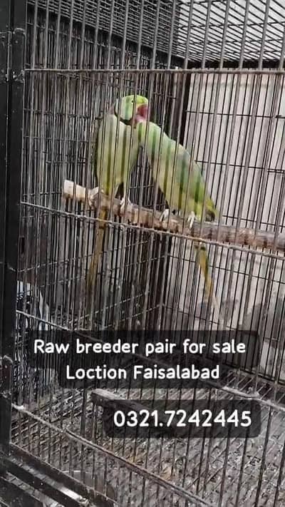 Raw breeder pair