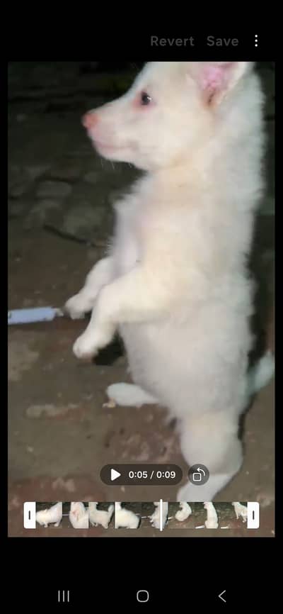 Female Russian White Puppy for Sale – 1 Month Old – Sialkot