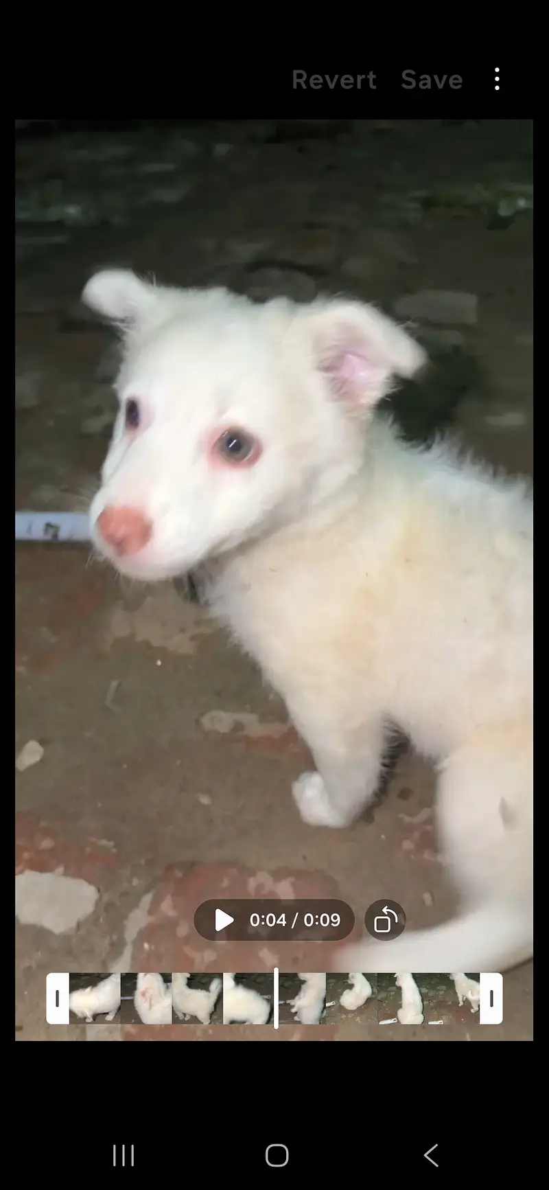 Female Russian White Puppy for Sale – 1 Month Old – Sialkot — photo 2