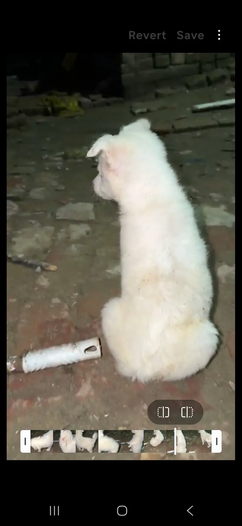Female Russian White Puppy for Sale – 1 Month Old – Sialkot — photo 3