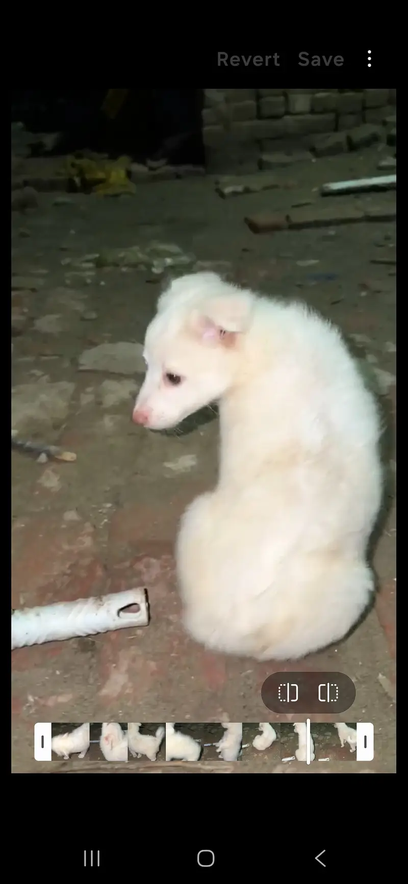 Female Russian White Puppy for Sale – 1 Month Old – Sialkot — photo 4