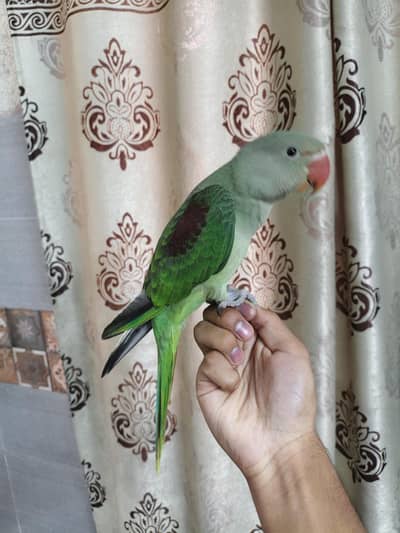 raw hand tame self chick 03240045535