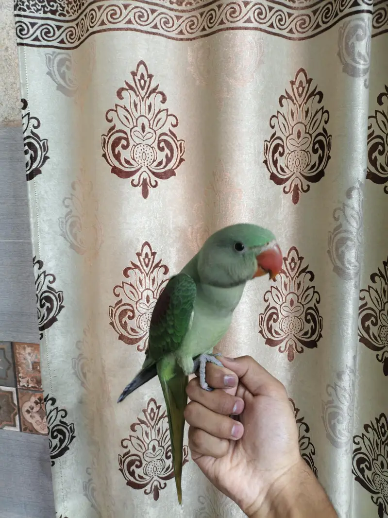 raw hand tame self chick 03240045535 — photo 2