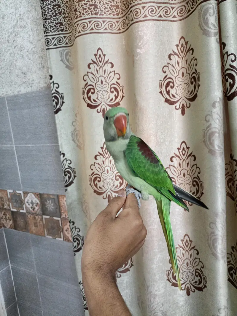 raw hand tame self chick 03240045535 — photo 3