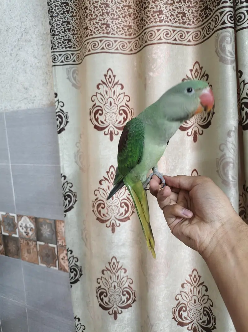 raw hand tame self chick 03240045535 — photo 4