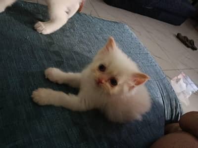 Persian kittens for sale