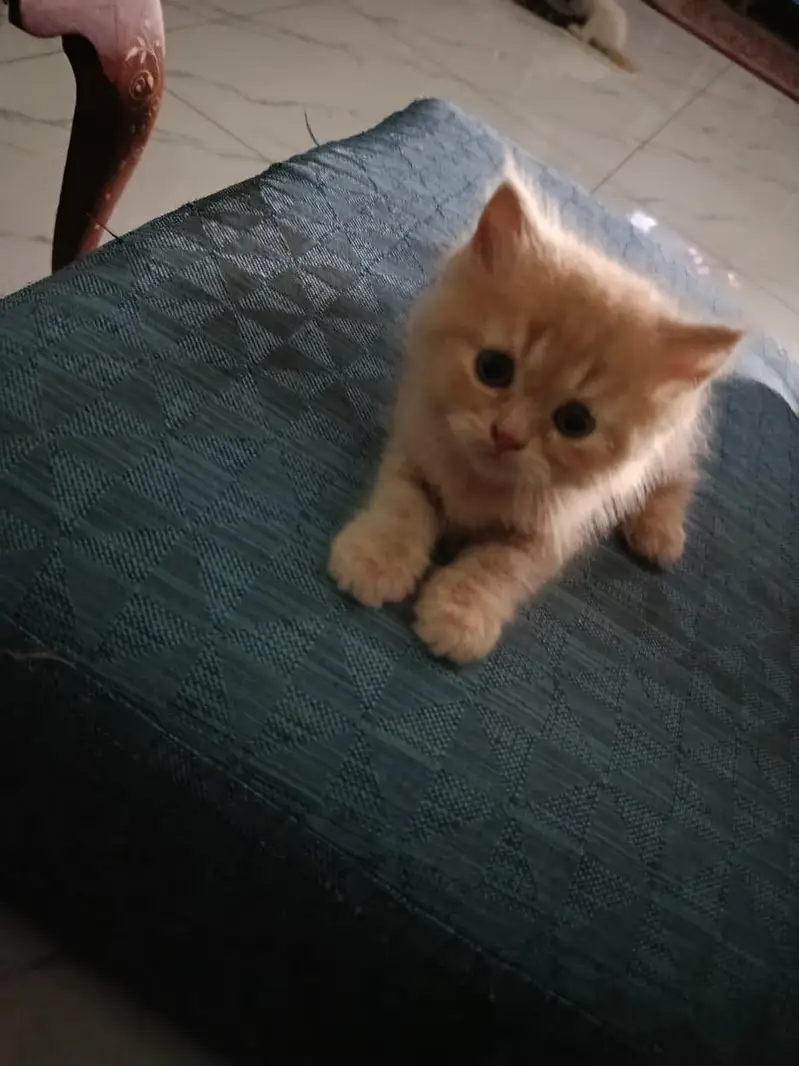 Persian kittens for sale — photo 2