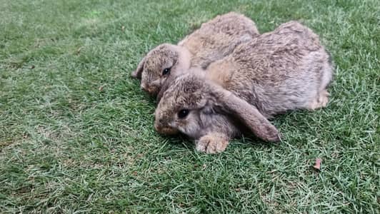 Holland lop pair