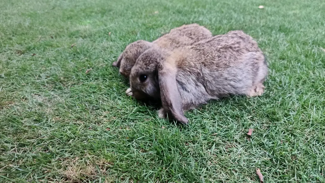 Holland lop pair — photo 2