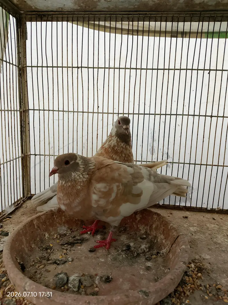 Kasni Kabray "Pishori" Pair — photo 2