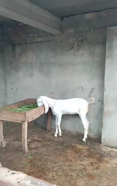 PURE RAJANPURI GULABI BAKRI