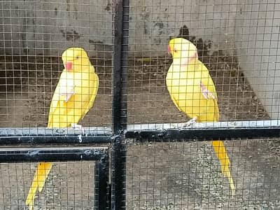 Yellow ringneck  parrot