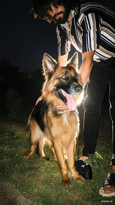 German Shepherd
