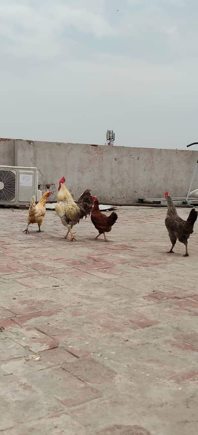 Desi hen