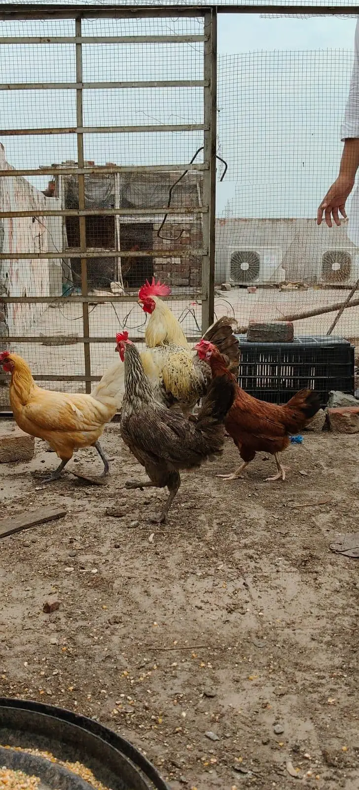 Desi hen — photo 2