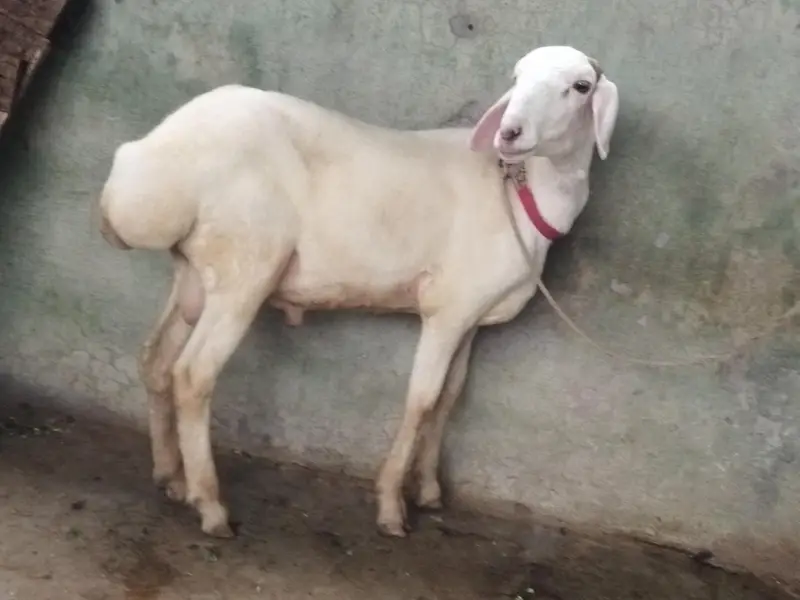 Beautiful Dumba — photo 2