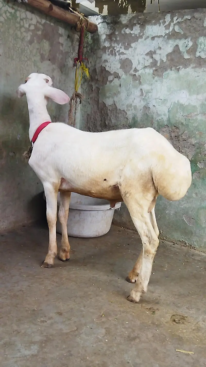 Beautiful Dumba — photo 3