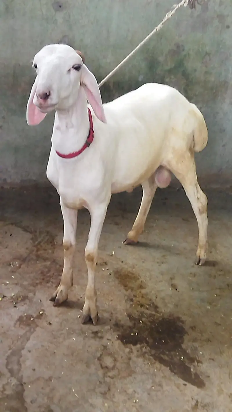 Beautiful Dumba — photo 4