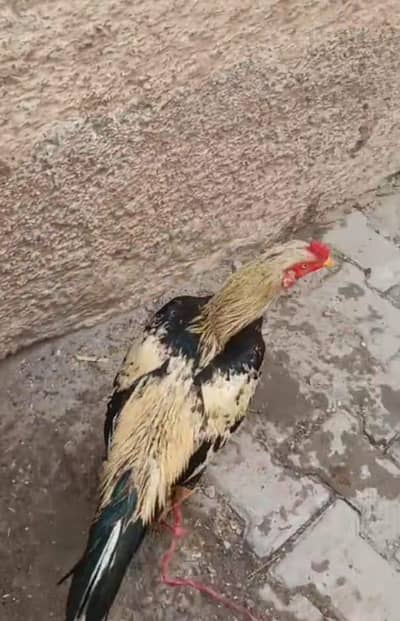 Aseel jawa murga urgent sell karna ha