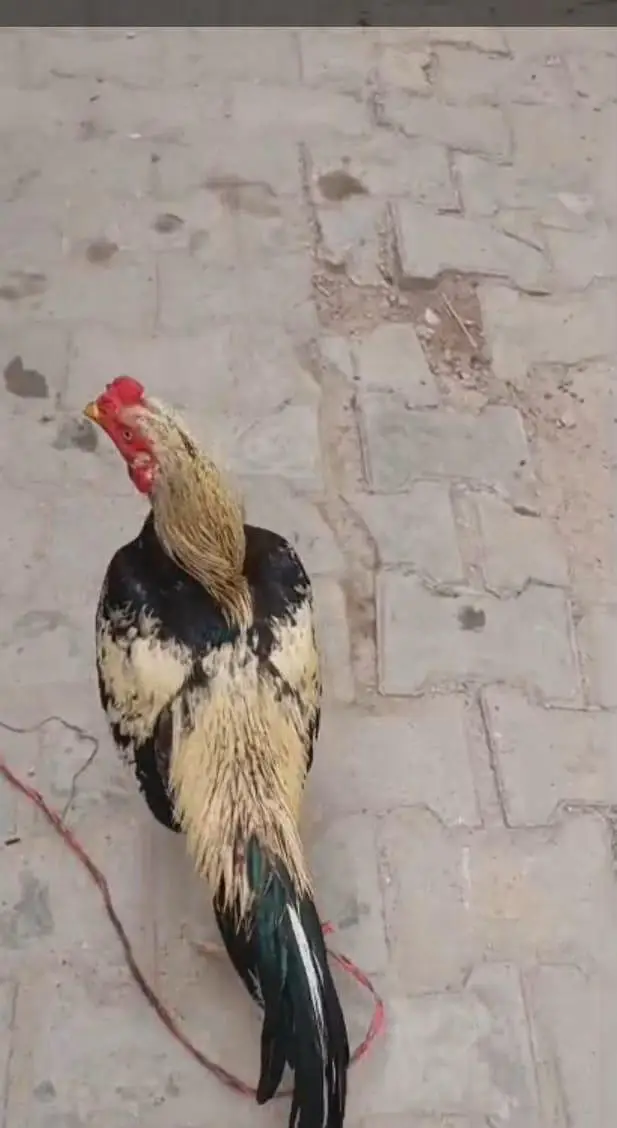 Aseel jawa murga urgent sell karna ha — photo 2