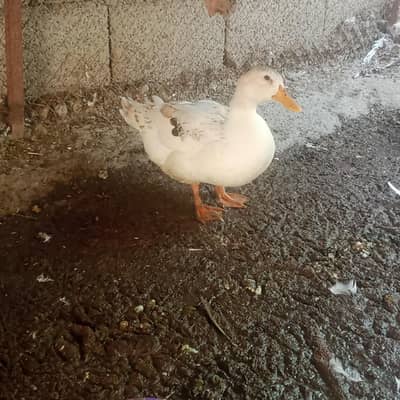 White duck for sale