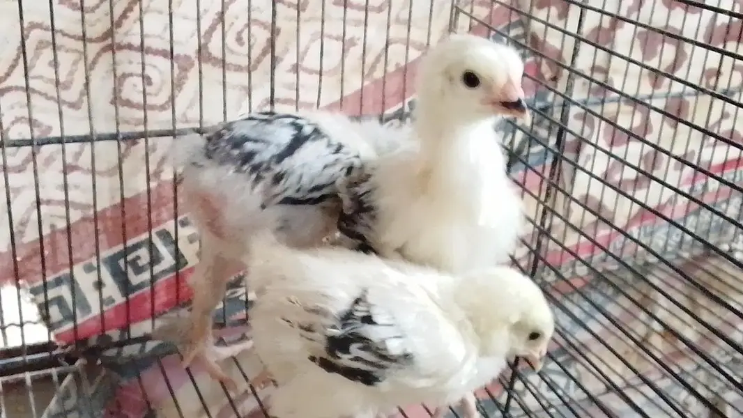 light Columbia barham chick age one month — photo 2