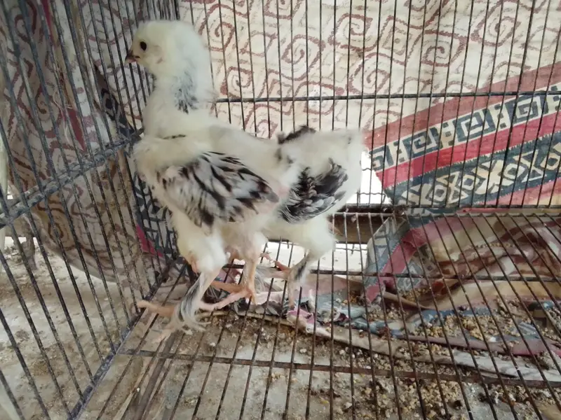 light Columbia barham chick age one month — photo 4