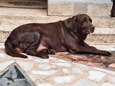 Labrador dog female chocolate color contact number 03054002974