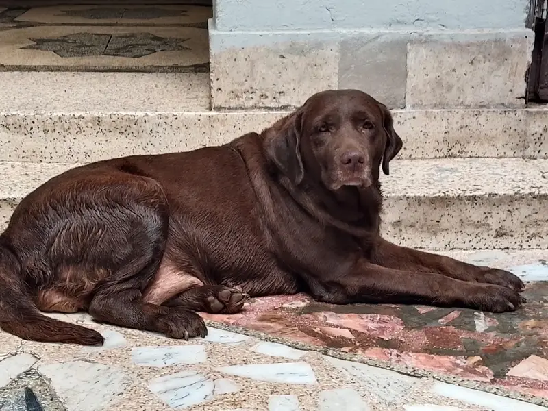 Labrador dog female chocolate color contact number 03054002974 — photo 4
