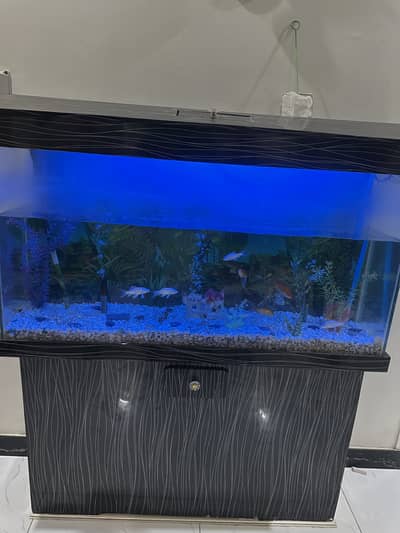 Fish Aquarium 4 Feet with Fishes & Accessories