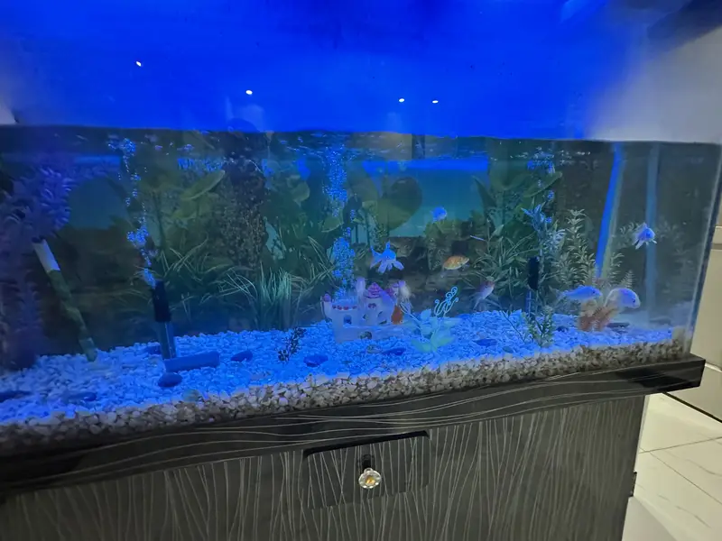 Fish Aquarium 4 Feet with Fishes & Accessories — photo 2