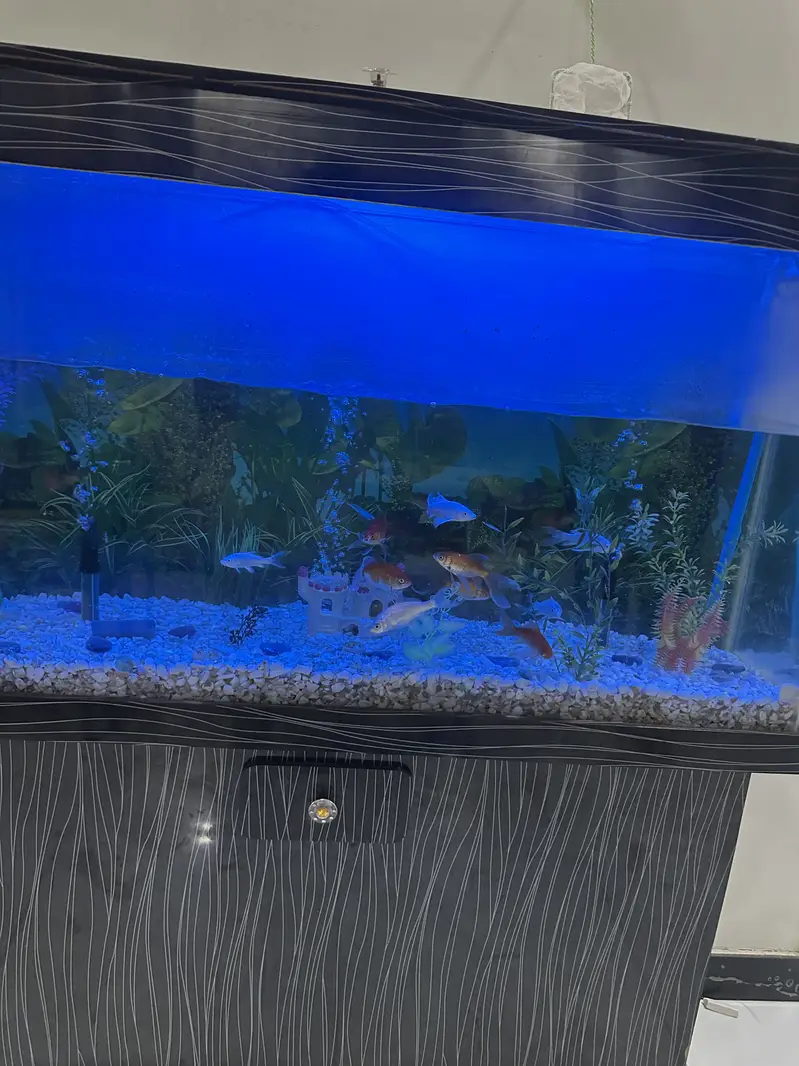 Fish Aquarium 4 Feet with Fishes & Accessories — photo 3