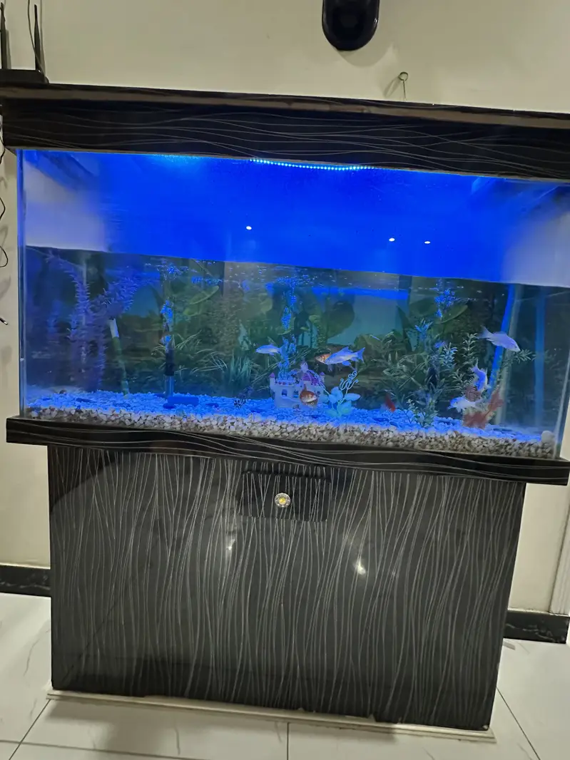 Fish Aquarium 4 Feet with Fishes & Accessories — photo 5