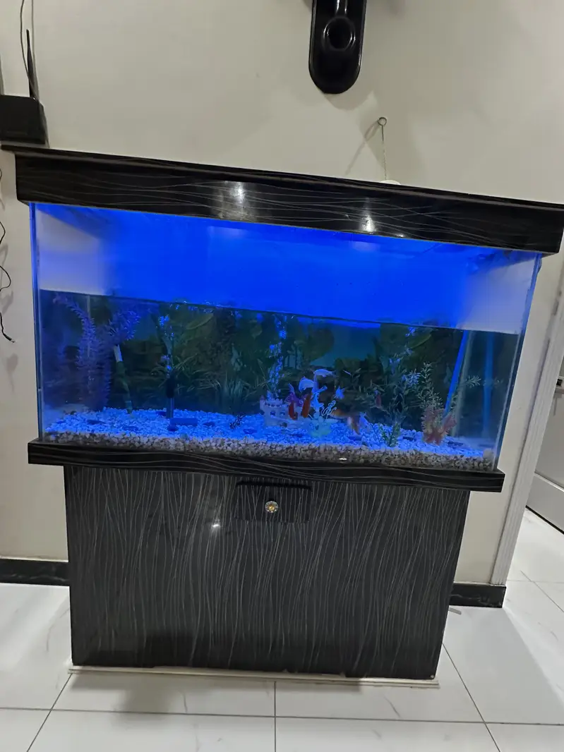 Fish Aquarium 4 Feet with Fishes & Accessories — photo 6