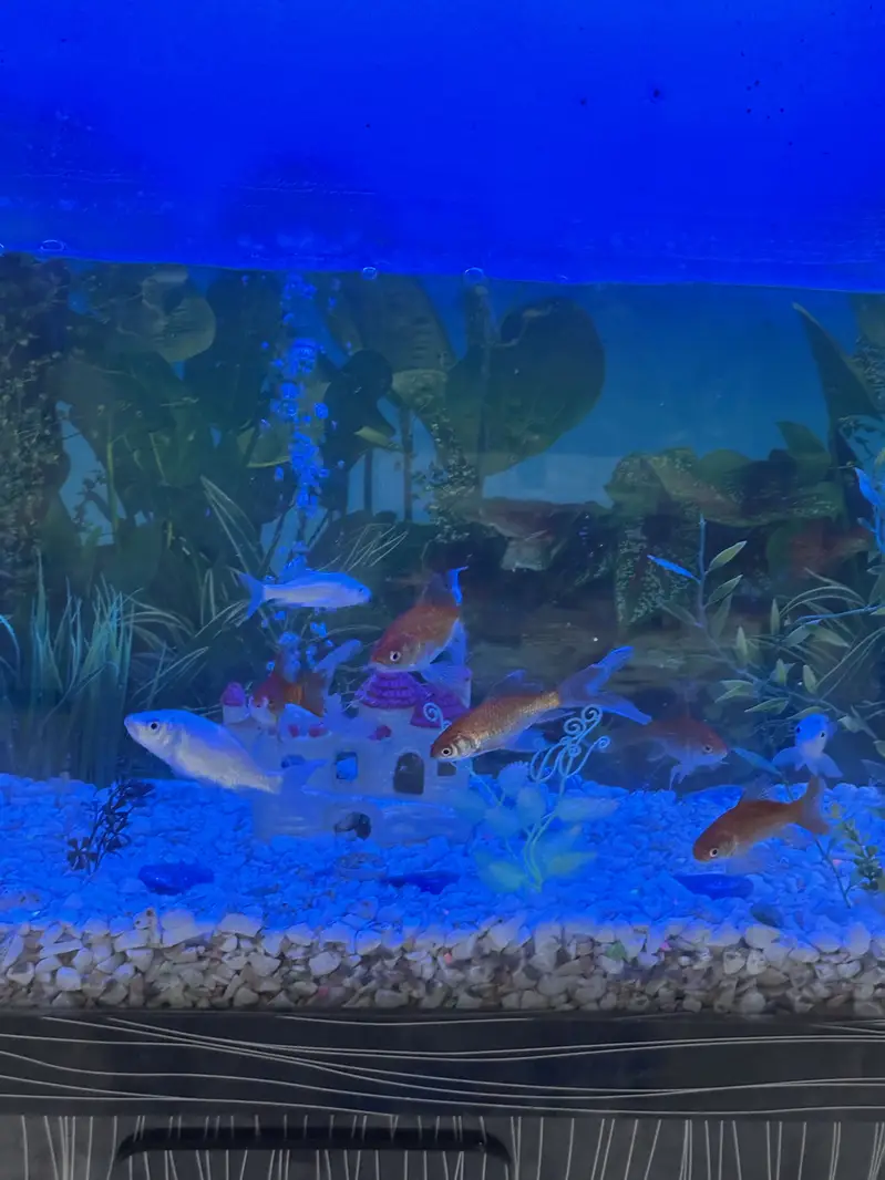 Fish Aquarium 4 Feet with Fishes & Accessories — photo 7