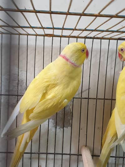Yellow Ringneck Male