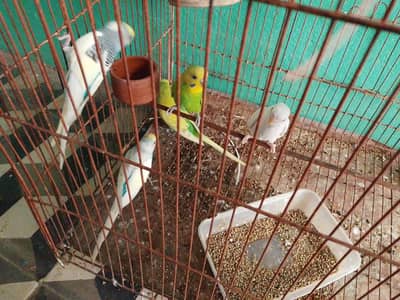 breeders argent for sale
