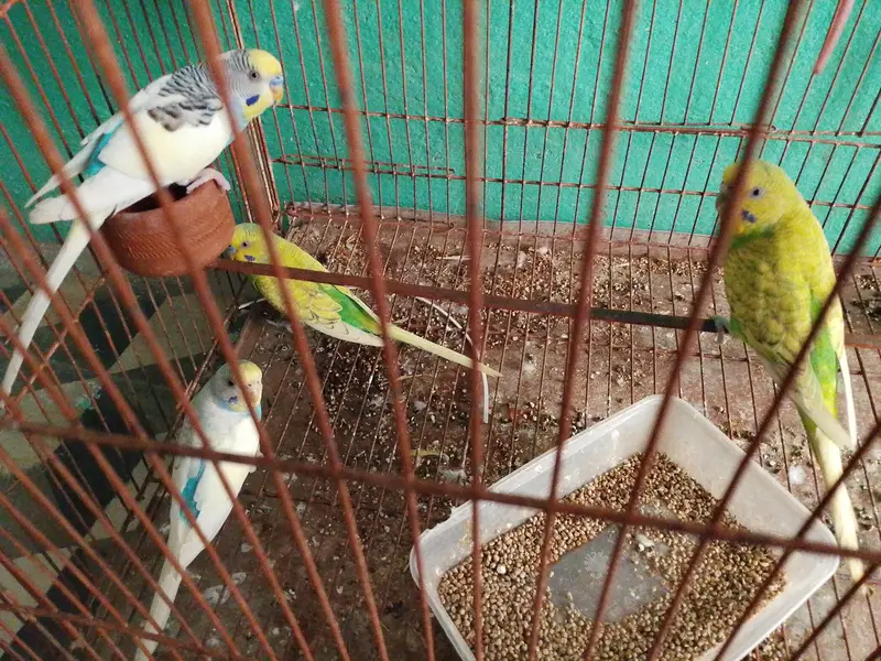 breeders argent for sale — photo 2