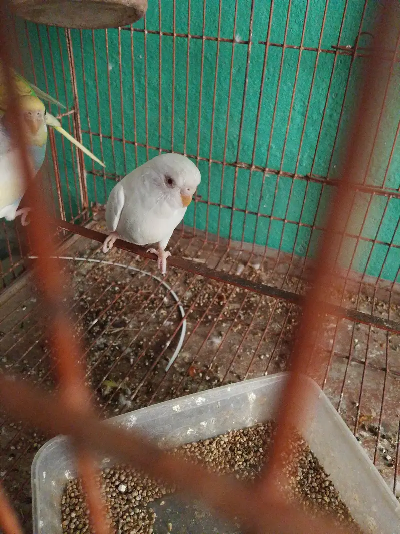 breeders argent for sale — photo 3