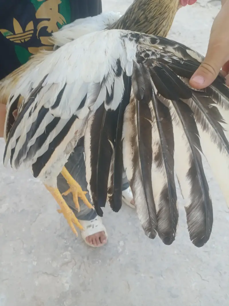 aseel — photo 3