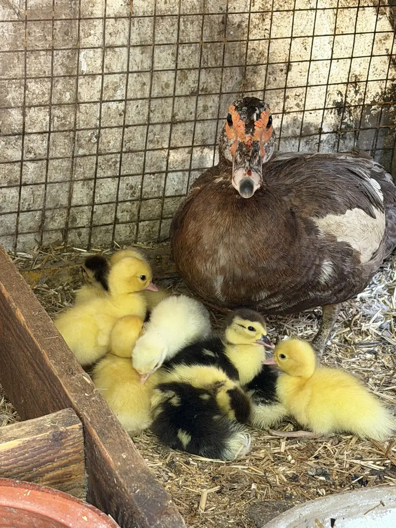 Muscovy chicks — photo 2